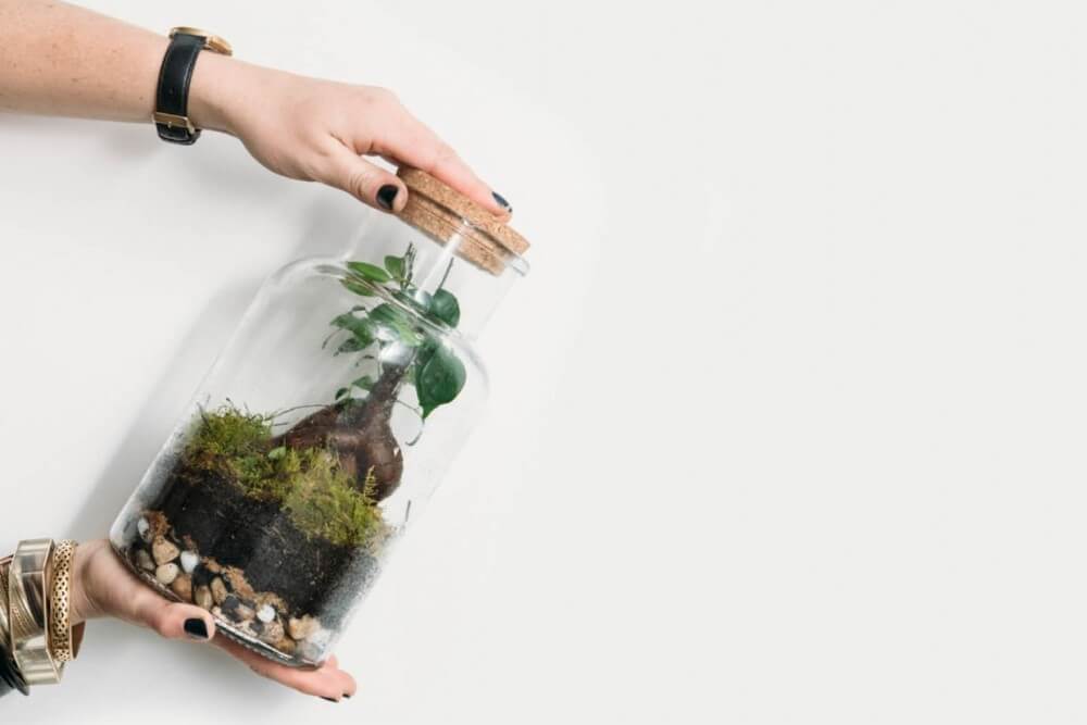 Crafternoon for Adults > Rainforest Terrariums