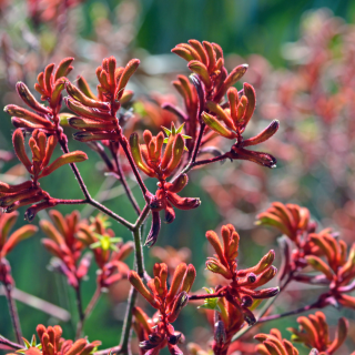 Sunday Sessions > Native Plants Workshop